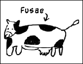 Fusae